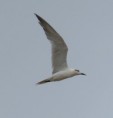 /album/photogallery/gull-billed-tern-jpg/